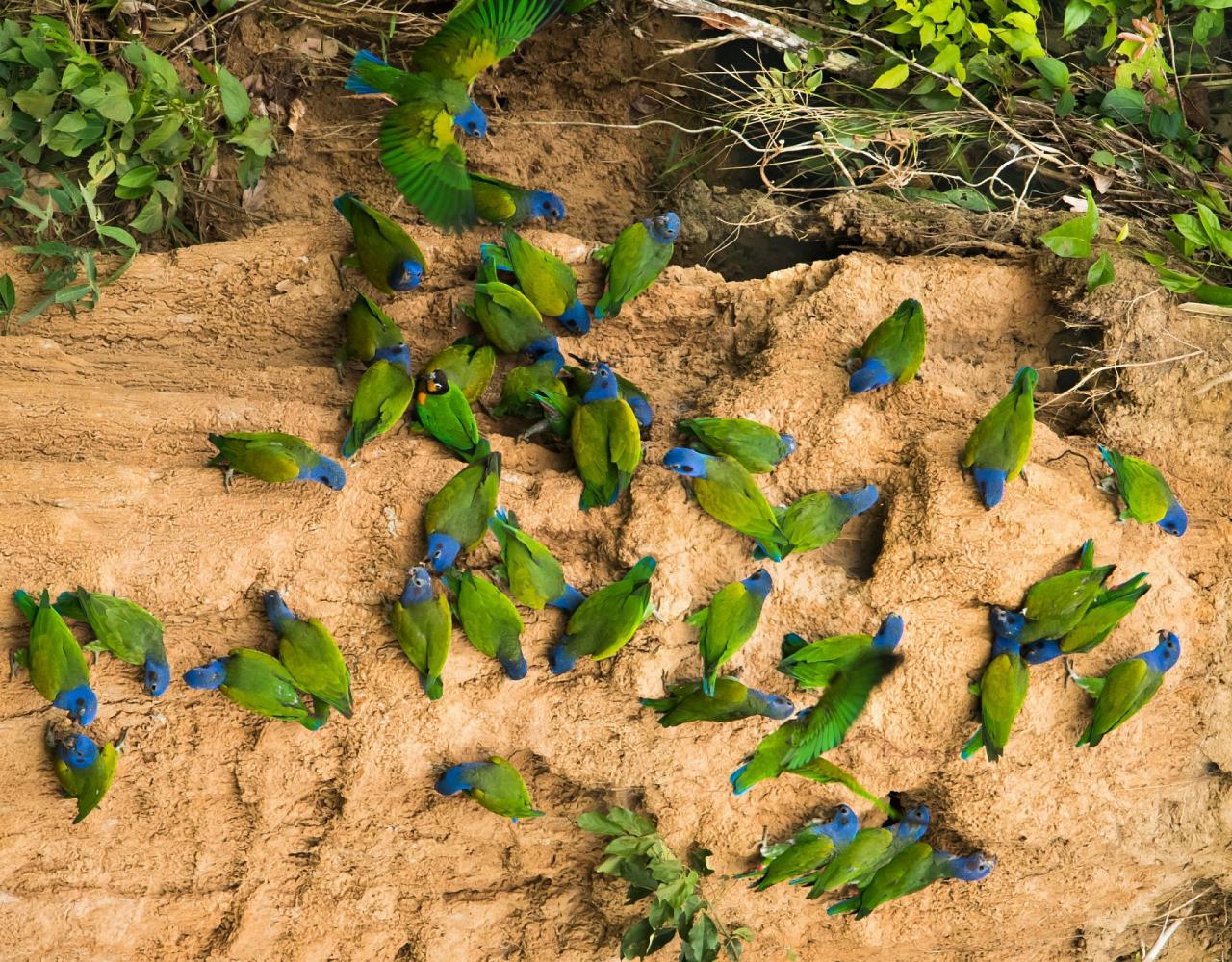Blue-headed Parrots, Birding Ecuador, Bird watching Ecuador, Ecuador, South American Birds, Naturalist Journeys, Wildlife Tour, Wildlife Photography, Ecotourism, Specialty Birds, Endemic Birds, Birding Hotspot