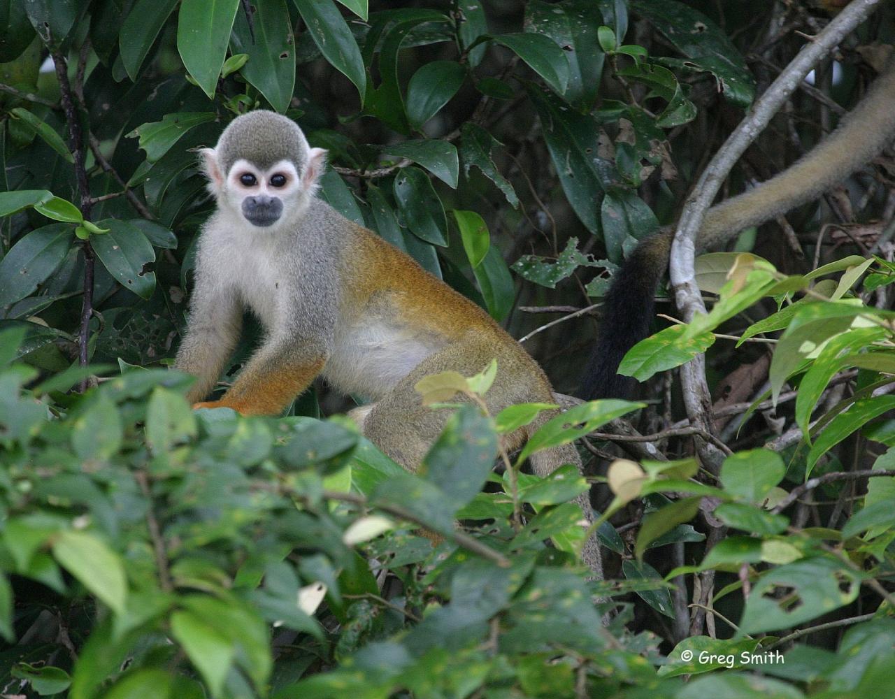 Squirrel Monkey, Birding Ecuador, Bird watching Ecuador, Ecuador, South American Birds, Naturalist Journeys, Wildlife Tour, Wildlife Photography, Ecotourism, Specialty Birds, Endemic Birds, Birding Hotspot
