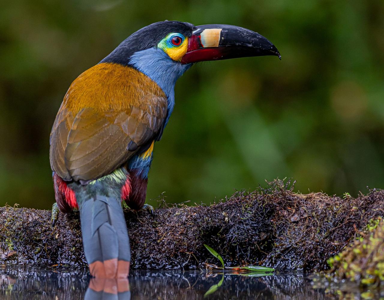 Birding Ecuador, Bird watching Ecuador, Ecuador, South American Birds, Naturalist Journeys, Wildlife Tour, Wildlife Photography, Ecotourism, Specialty Birds, Endemic Birds, Birding Hotspot