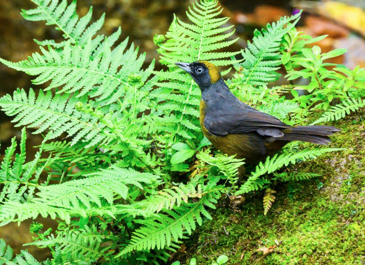 Dusky-faced Tanager, Panama, Tranquilo Bay Birding, Panama Birding Tour, Panama Nature Tour, Naturalist Journeys