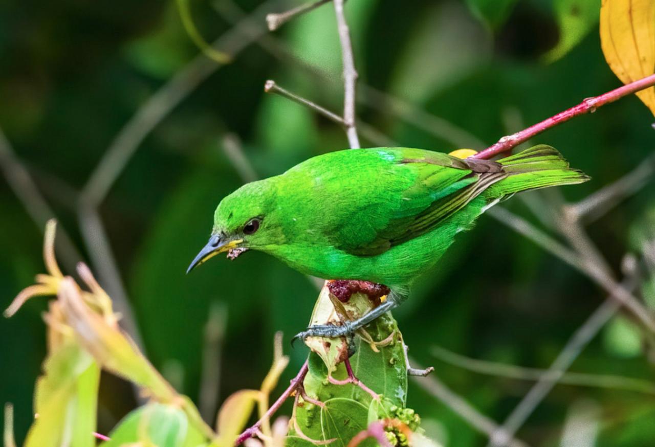 Green Honeycreeper, Panama, Tranquilo Bay Birding, Panama Birding Tour, Panama Nature Tour, Naturalist Journeys