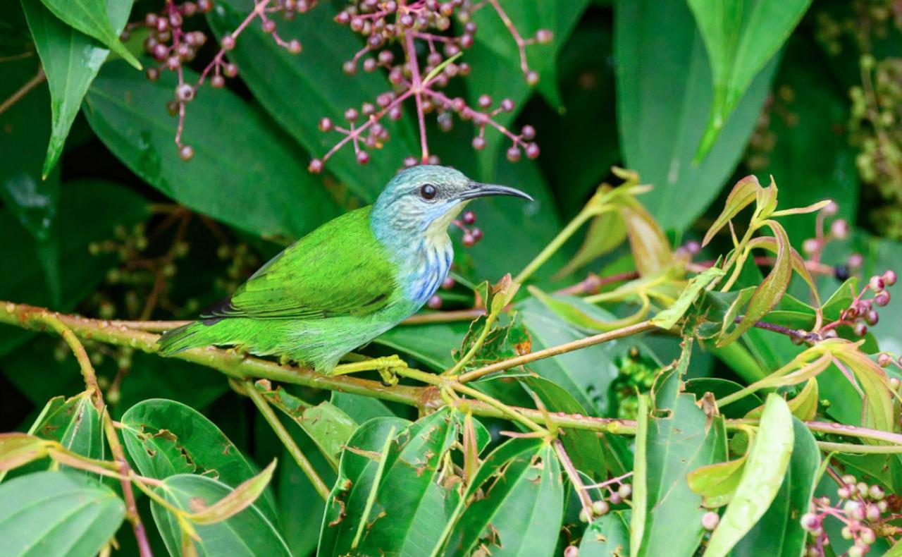 Shining Honeycreeper, Panama, Tranquilo Bay Birding, Panama Birding Tour, Panama Nature Tour, Naturalist Journeys
