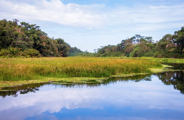 Canal, Panama, Tranquilo Bay Birding, Panama Birding Tour, Panama Nature Tour, Naturalist Journeys