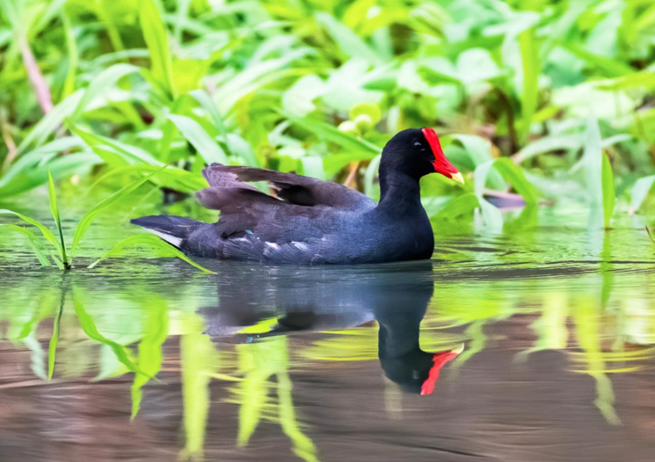 Common Moorhen, Panama, Tranquilo Bay Birding, Panama Birding Tour, Panama Nature Tour, Naturalist Journeys