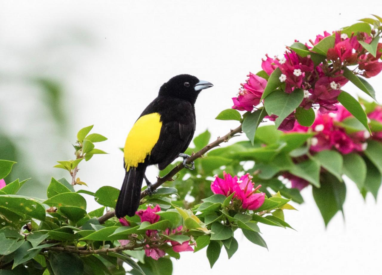 Flame-rumped Tanager, Panama, Tranquilo Bay Birding, Panama Birding Tour, Panama Nature Tour, Naturalist Journeys