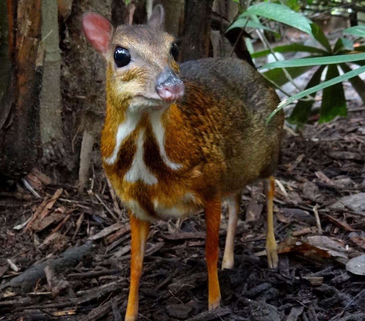 	Thailand Birding and Nature tour Naturalist Journeys, Doi Inthanon National Park, Lesser Mouse Deer, Bjørn Christian Tørrissen