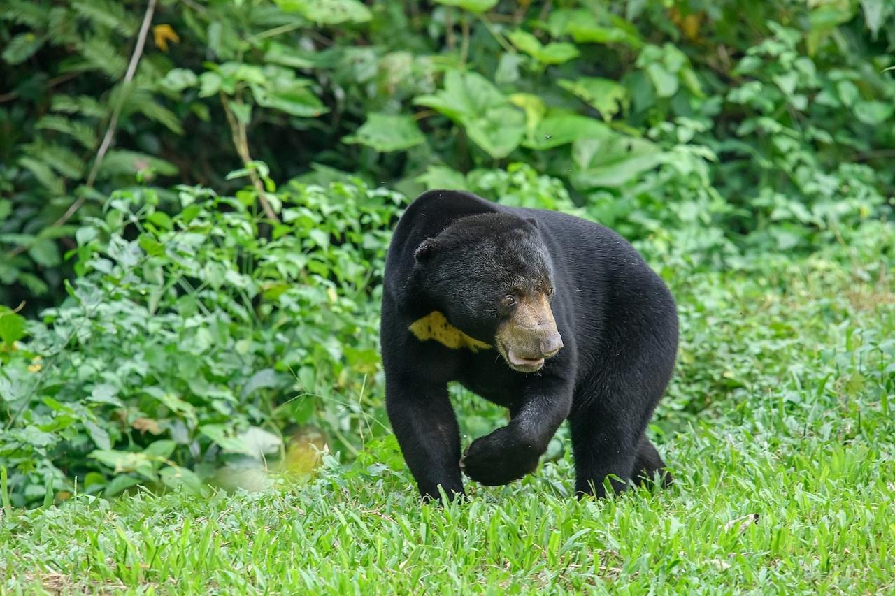 	Thailand Birding and Nature tour Naturalist Journeys, Doi Inthanon National Park, Sun Bear, Rushen