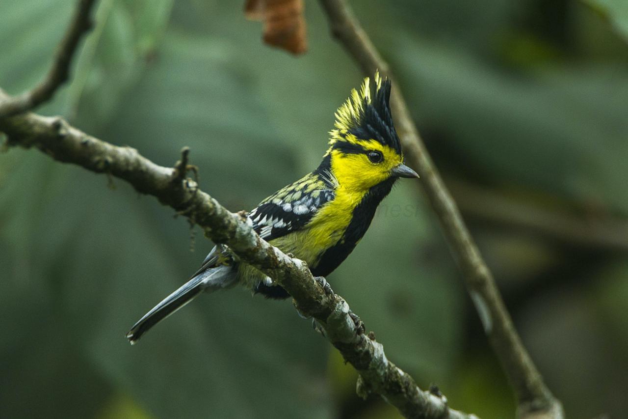 	Thailand Birding and Nature tour Naturalist Journeys, Doi Inthanon National Park, Kaeng Krachan National Park, Yellow-cheeked Tit, Francesco Veronesi via Wikimedia Commons