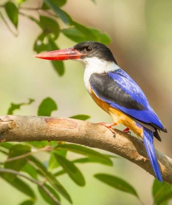 Thailand, Thailand wildlife tour, Asia, birdwatching, Naturalist Journeys, Ecotourism, Black-capped Kingfisher