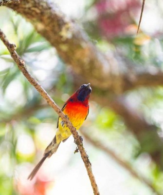 Sunbird, Thailand, Thailand wildlife tour, Asia, birdwatching, Naturalist Journeys, Ecotourism
