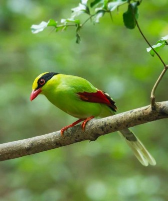 Common Green Magpie, Thailand, Thailand wildlife tour, Asia, birdwatching, Naturalist Journeys, Ecotourism