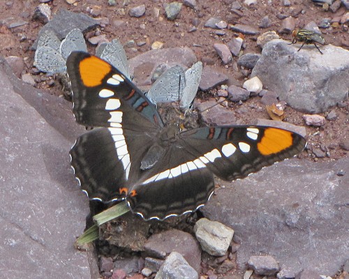 Arizona Sister, Southeast Arizona, Arizona, Naturalist Journeys, Arizona Birding Tour