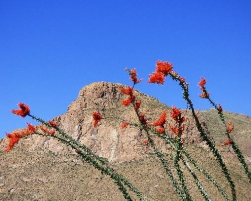 Ocotillo, Big Bend National Park, Texas, Naturalist Journeys, Big Bend Nature Tour, Big Bend Birding Tour
