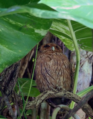 Jamaican Owl, Jamaica Birding Tour, Naturalist Journeys, Jamaican Endemics, Jamaica Wildlife, Caribbean Birding