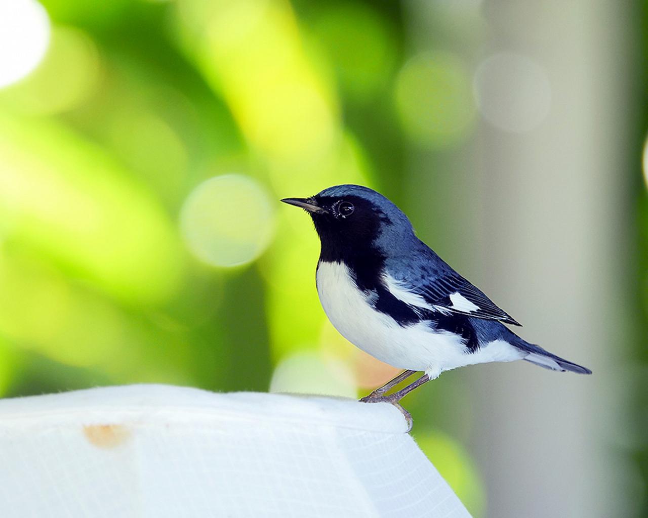 Black-throated Blue Warbler, Jamaica Birding Tour, Naturalist Journeys, Jamaican Endemics, Jamaica Wildlife, Caribbean Birding