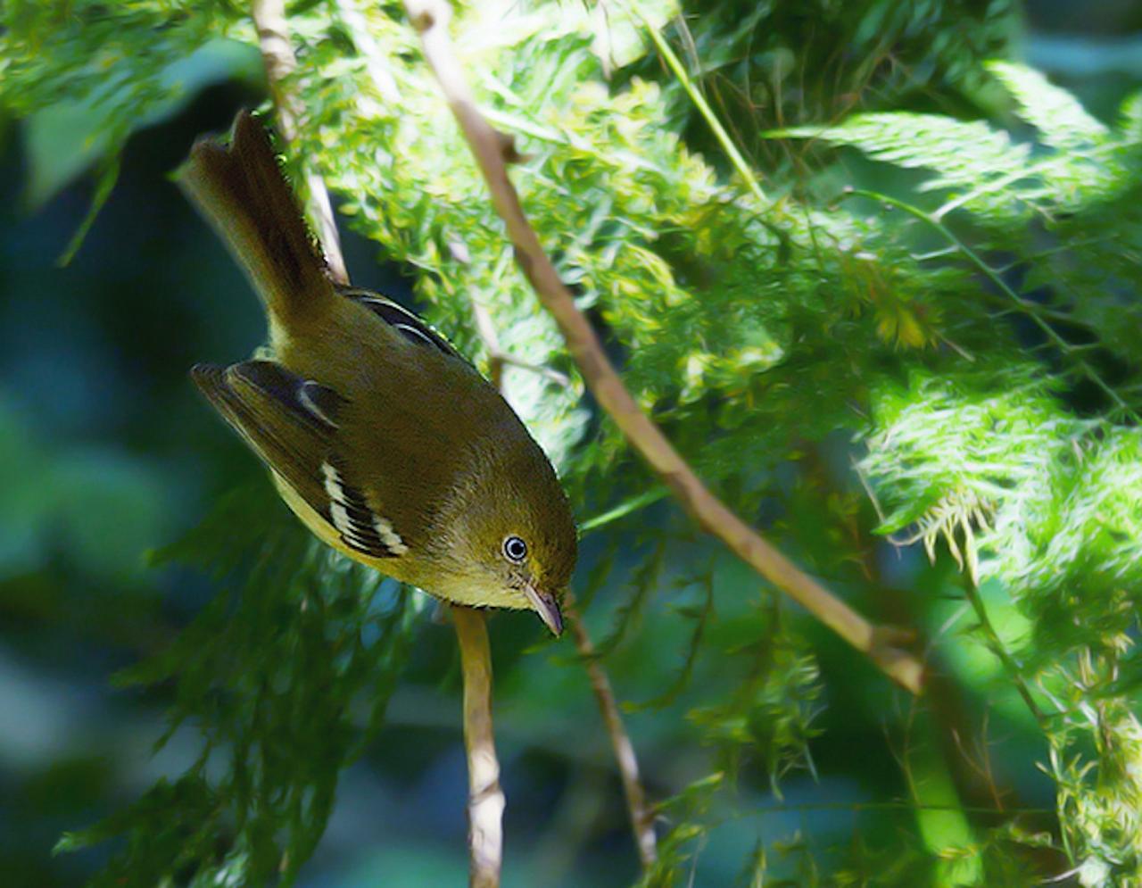 Jamaican Vireo, Jamaica Birding Tour, Naturalist Journeys, Jamaican Endemics, Jamaica Wildlife, Caribbean Birding