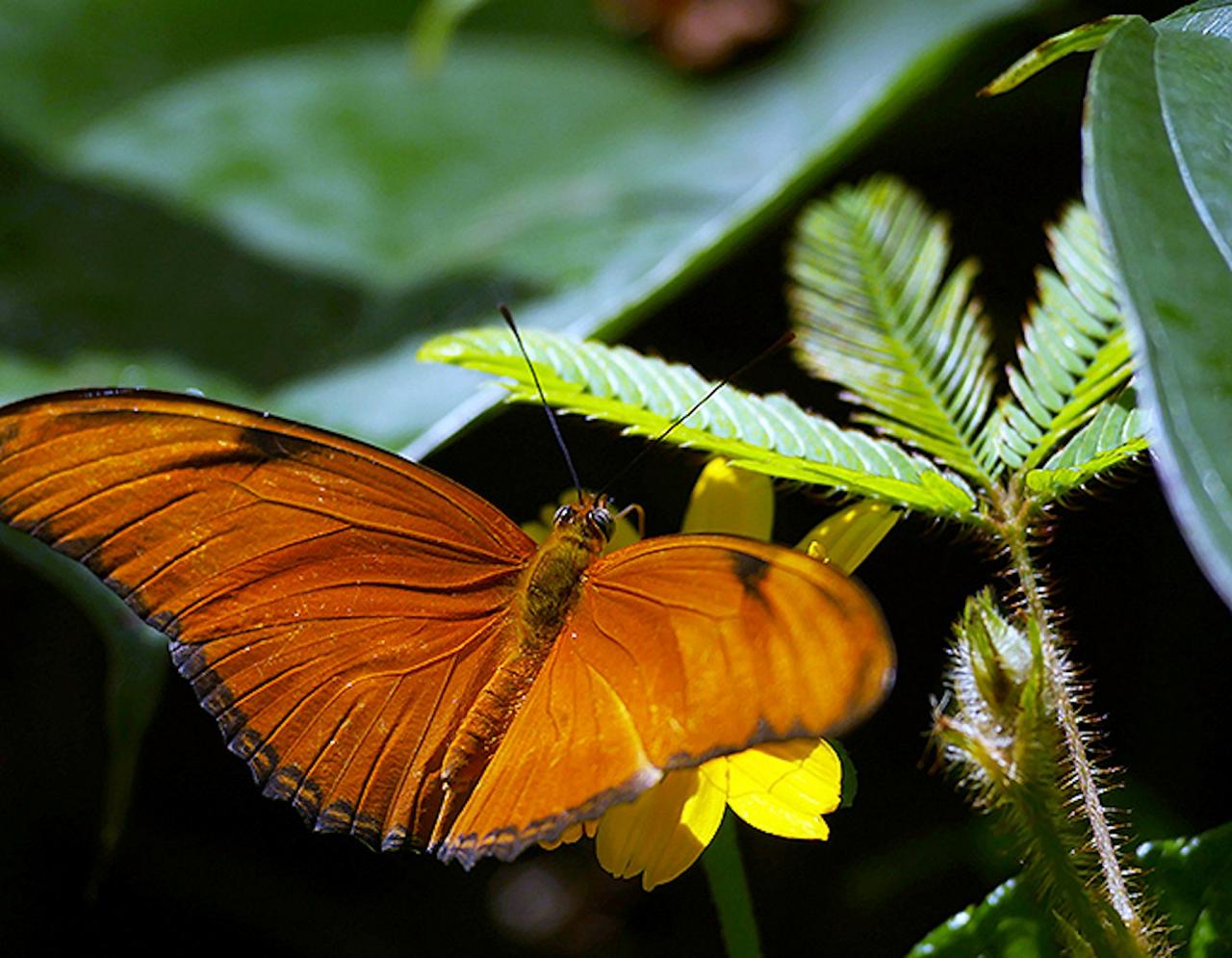 Julia Butterfly, Jamaica Birding Tour, Naturalist Journeys, Jamaican Endemics, Jamaica Wildlife, Caribbean Birding