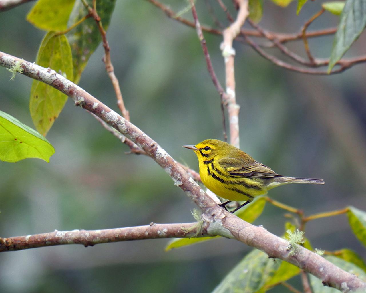 Prairie Warbler, Jamaica Birding Tour, Naturalist Journeys, Jamaican Endemics, Jamaica Wildlife, Caribbean Birding