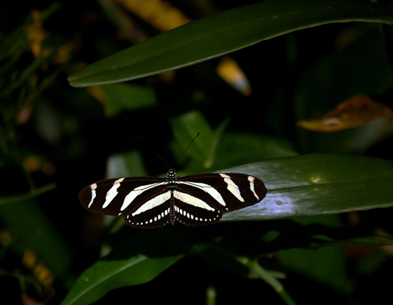 Zebra Heliconian, Jamaica Birding Tour, Naturalist Journeys, Jamaican Endemics, Jamaica Wildlife, Caribbean Birding