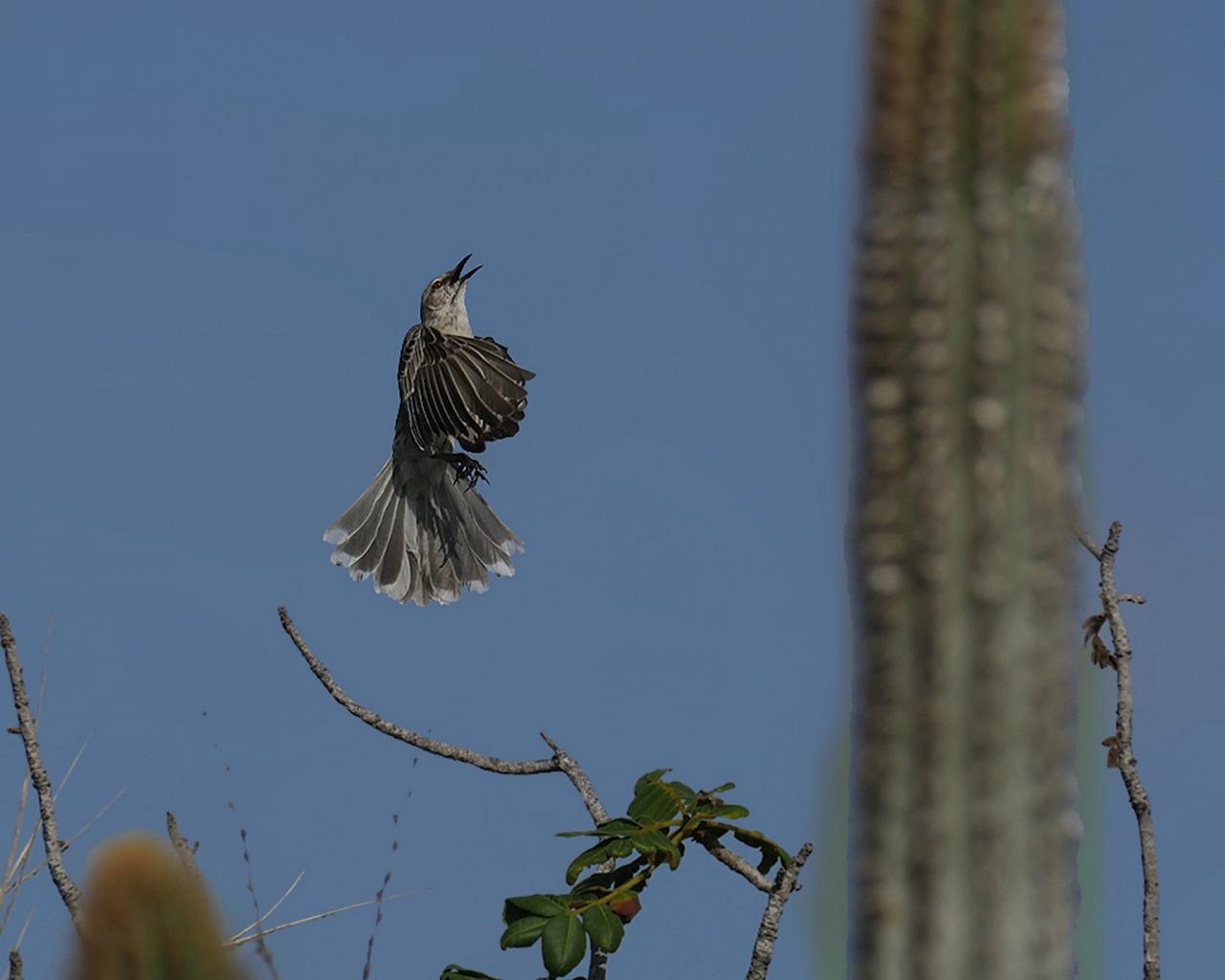 Bahama Mockingbird, Jamaica Birding Tour, Naturalist Journeys, Jamaican Endemics, Jamaica Wildlife, Caribbean Birding