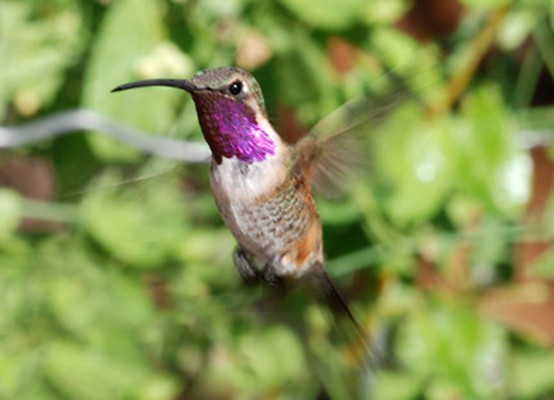 Lucifer Hummingbird, Big Bend National Park, Texas, Naturalist Journeys, Big Bend Nature Tour, Big Bend Birding Tour