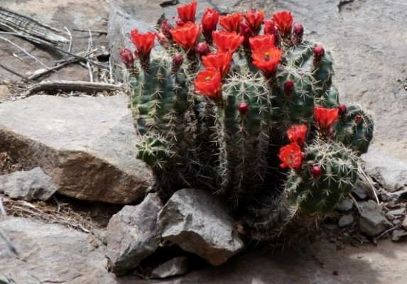 Claret Cup Cactus, Big Bend National Park, Texas, Naturalist Journeys, Big Bend Nature Tour, Big Bend Birding Tour
