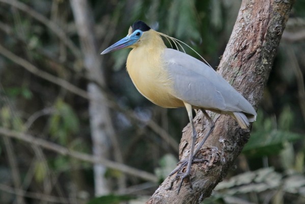 Capped Heron, Panama, Panama Nature Tour, Panama Birding Tour, Naturalist Journeys