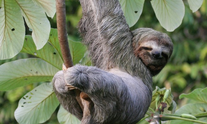 Three-toed Sloth, Panama, Panama Nature Tour, Panama Birding Tour, Naturalist Journeys