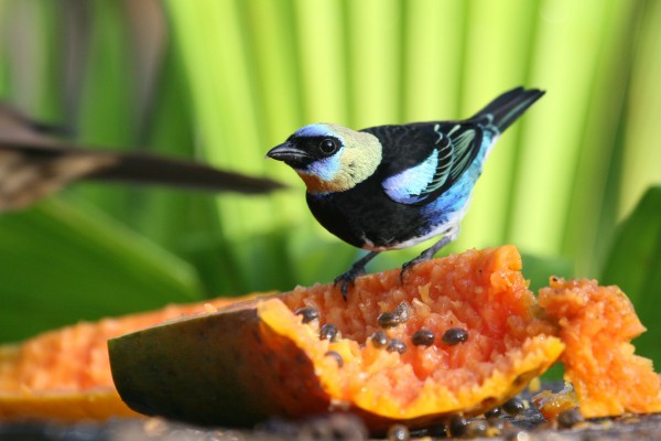 Golden-hooded Tanager, Panama, Panama Nature Tour, Panama Birding Tour, Naturalist Journeys
