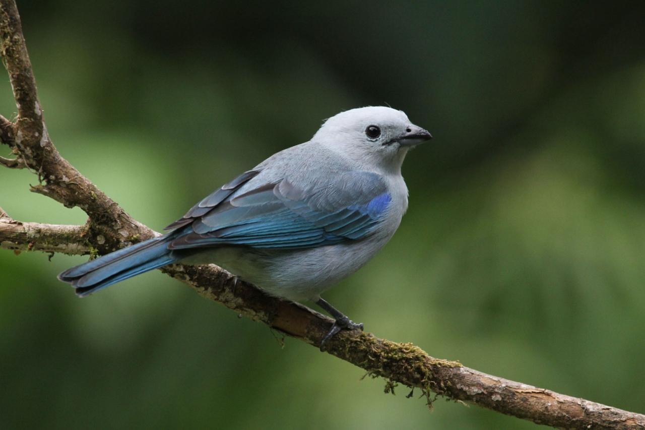 Blue-gray Tanager, Panama, Panama Birding Tour, Panama Nature Tour, Winter Panama Tour, Naturalist Journeys