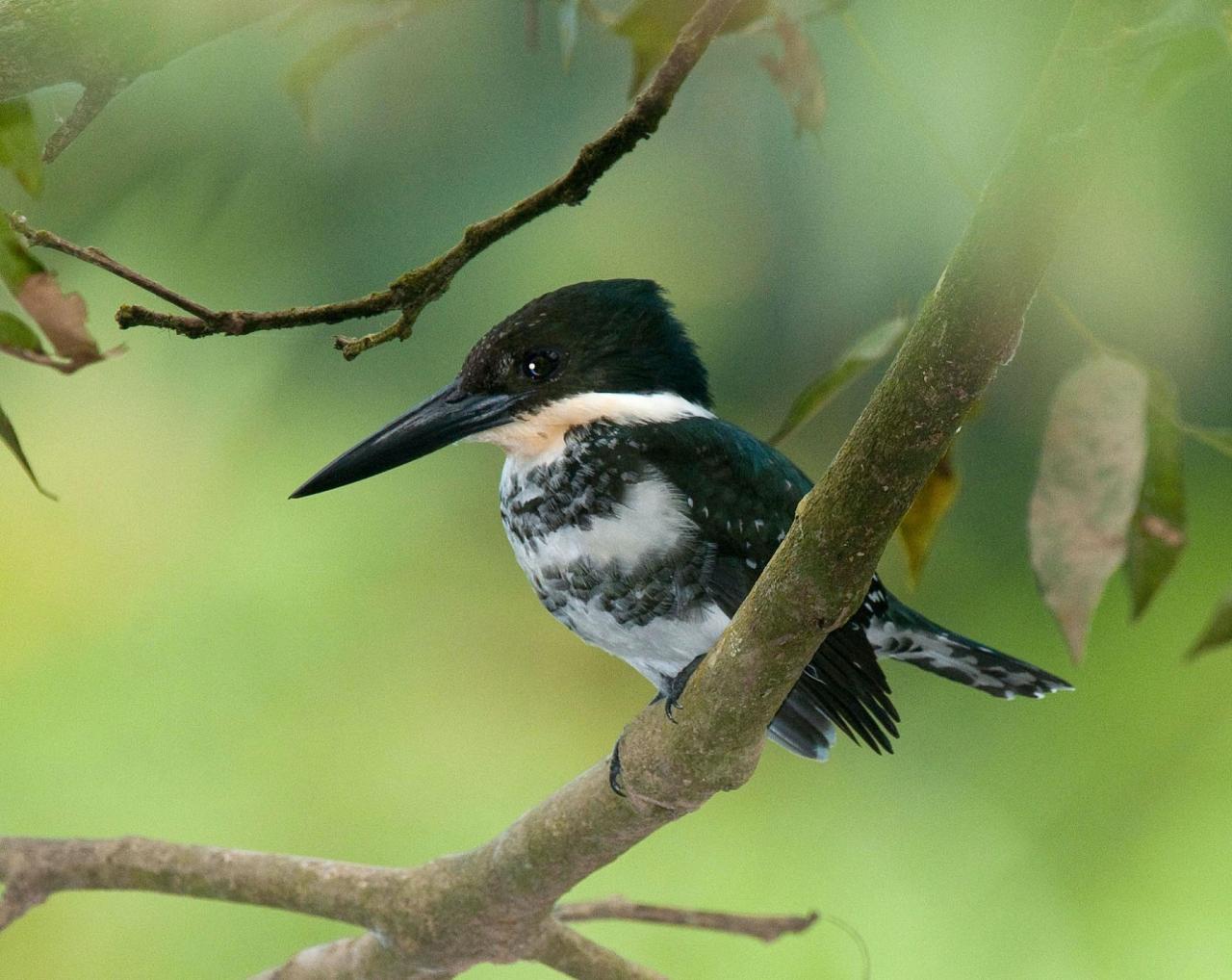 Green Kingfisher, Panama, Panama Birding Tour, Panama Nature Tour, Winter Panama Tour, Naturalist Journeys