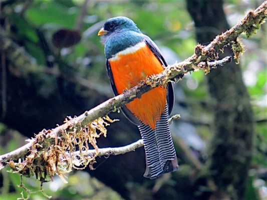 Orange-bellied Trogon, Panama, Naturalist Journeys, Panama Wildlife Tour