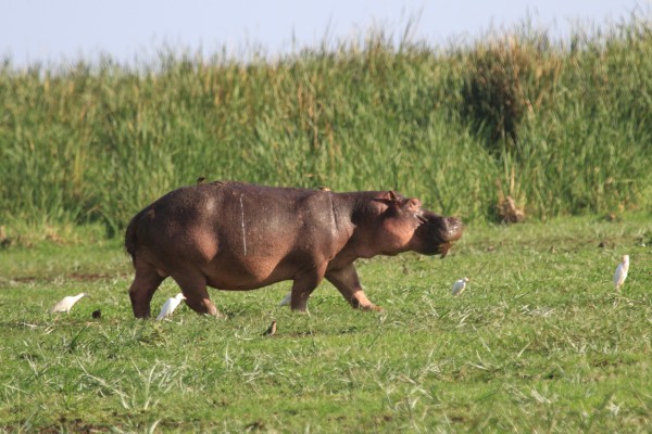 Hippo, Hippopotamus, South Africa, African Safari, South African Safari, South Africa Wildlife Safari, Naturalist Journeys
