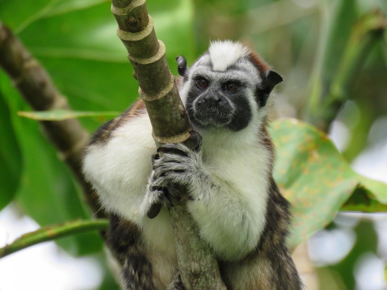 Geoffroys Tamarin , Panama, Panama Natural History Tour, Naturalist Journeys, Panama Bio Diversity