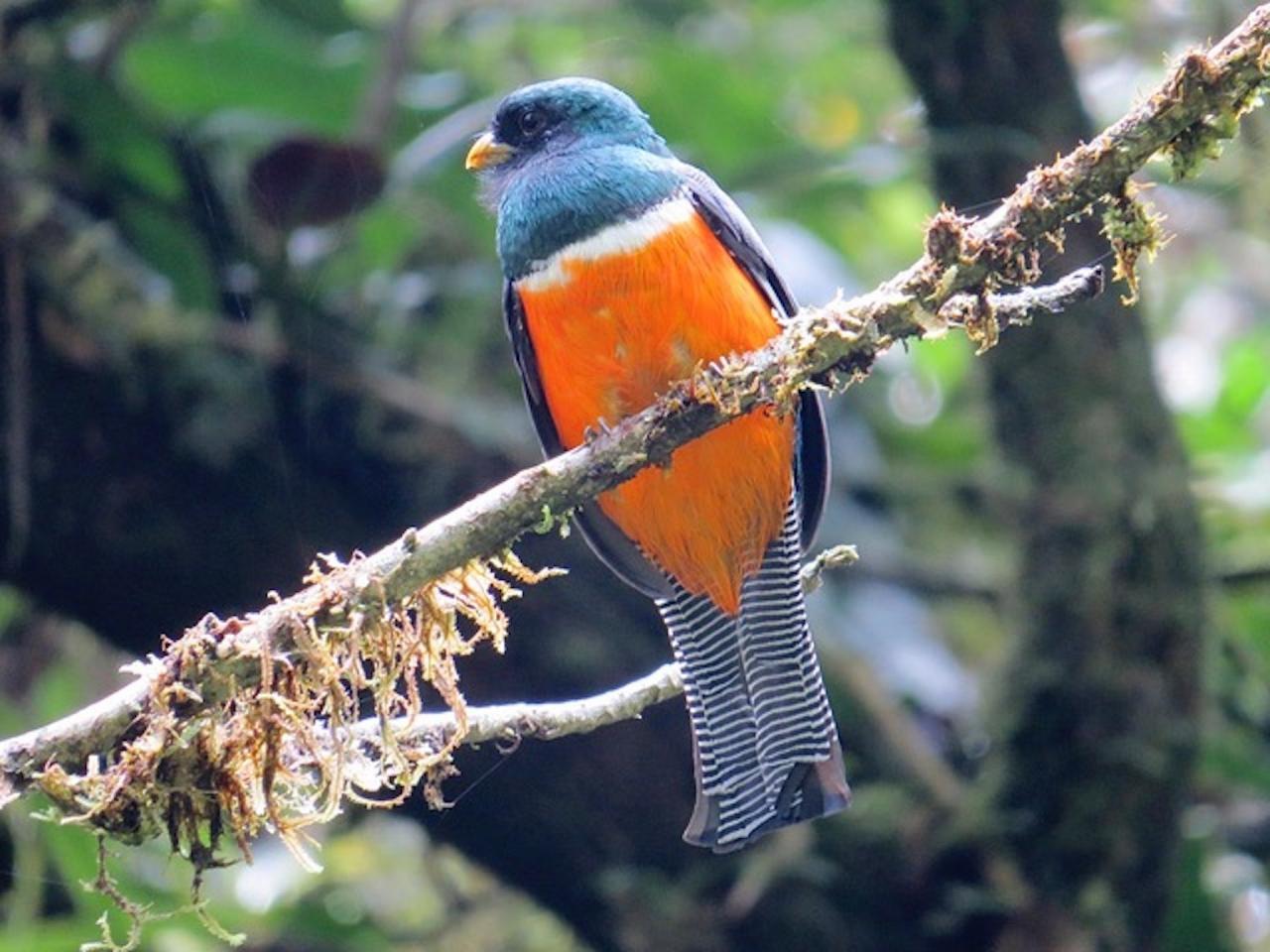 Collared Trogon Panama, Panama Natural History Tour, Naturalist Journeys, Panama Bio Diversity