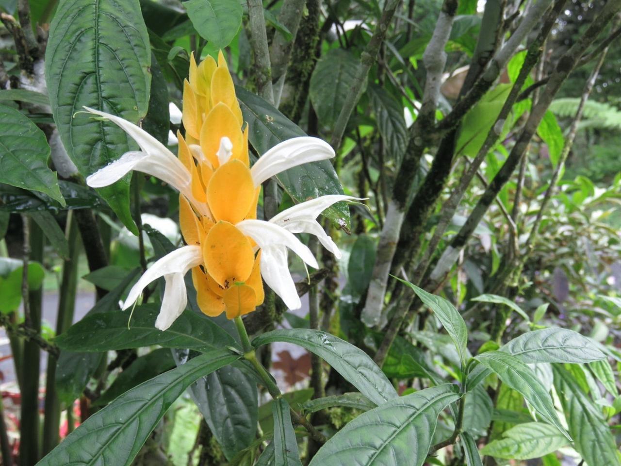 Shrimp Plant, Panama, Panama Natural History Tour, Naturalist Journeys, Panama Bio Diversity