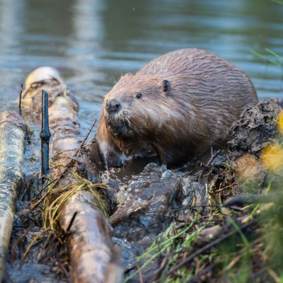 Beaver, Great Basin National Park, Birding Nevada, Bird Watching Nevada, United States, North American Birds, Naturalist Journeys, Wildlife Tour, Wildlife Photography, Ecotourism, Specialty Birds