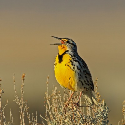 Western Maadowlark, Great Basin National Park, Birding Nevada, Bird Watching Nevada, United States, North American Birds, Naturalist Journeys, Wildlife Tour, Wildlife Photography, Ecotourism, Specialty Birds