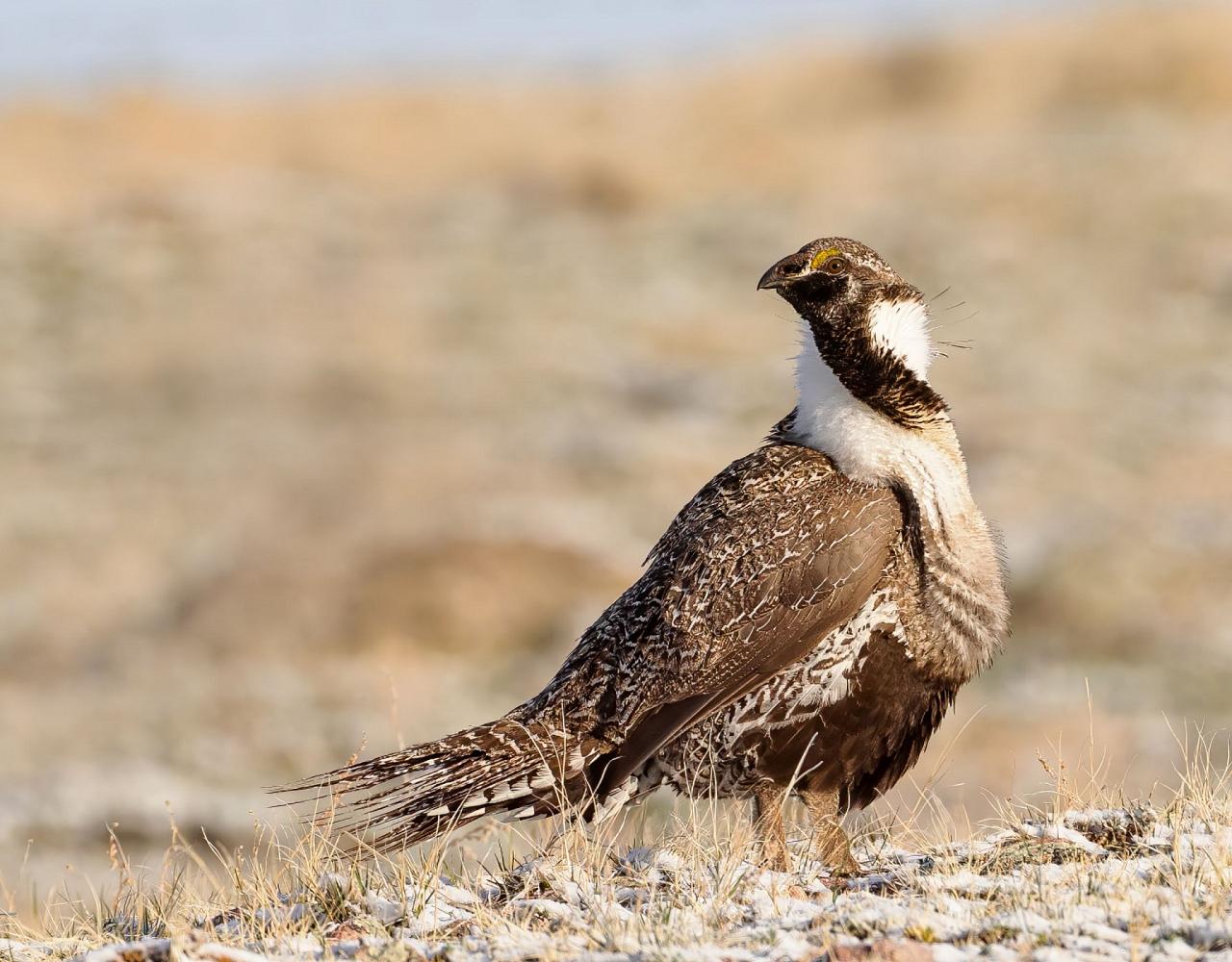 Great Basin National Park, Birding Nevada, Bird Watching Nevada, United States, North American Birds, Naturalist Journeys, Wildlife Tour, Wildlife Photography, Ecotourism, Specialty Birds