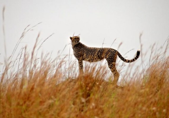 Cheetah, South Africa, African Safari, South African Safari, South Africa Wildlife Safari, Naturalist Journeys