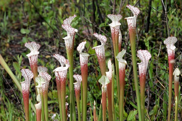 White-topped Pitcher Plants, Alabama, Dauphin Island, Spring Migration Tour, Alabama Birding Tour, Dauphin Island Birding Tour, Migration Tour, Naturalist Journeys