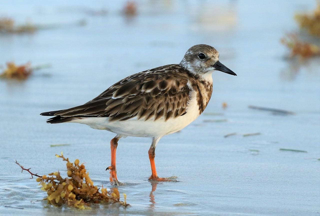 Ruddy Turnstone; Dauphin Island, Alabama Birding Tour, Alabama Nature Tour, Dauphin Island Birding Tour, Dauphin Island Nature Tour, Fall Migration Tour, Naturalist Journeys