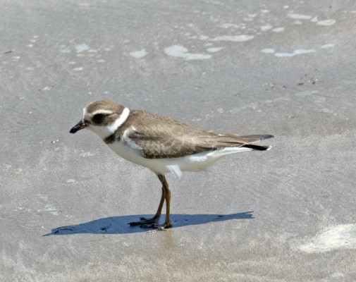 Samipalmated Plover; Dauphin Island, Alabama Birding Tour, Alabama Nature Tour, Dauphin Island Birding Tour, Dauphin Island Nature Tour, Fall Migration Tour, Naturalist Journeys