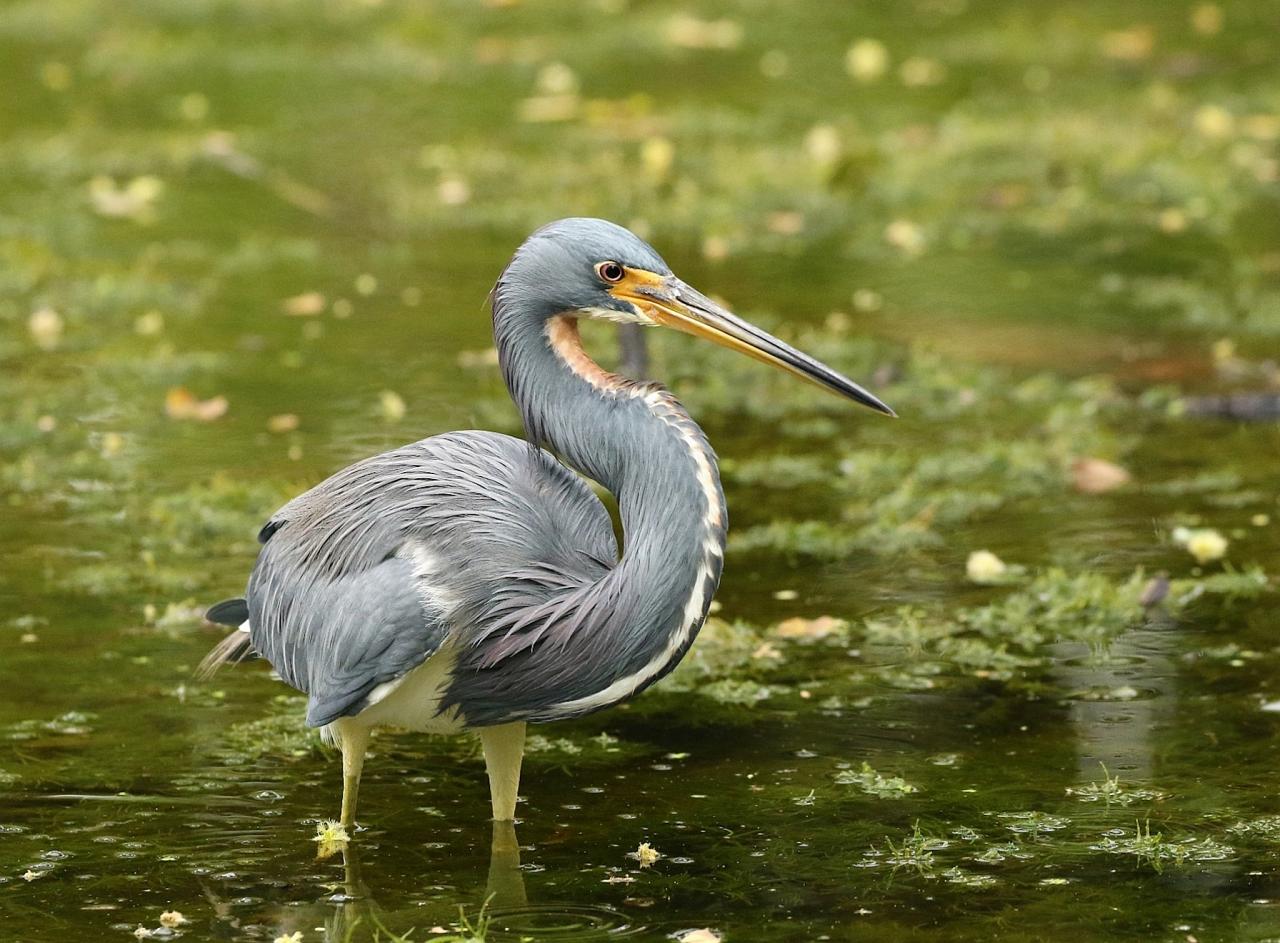 Tricolored Heron; Dauphin Island, Alabama Birding Tour, Alabama Nature Tour, Dauphin Island Birding Tour, Dauphin Island Nature Tour, Fall Migration Tour, Naturalist Journeys