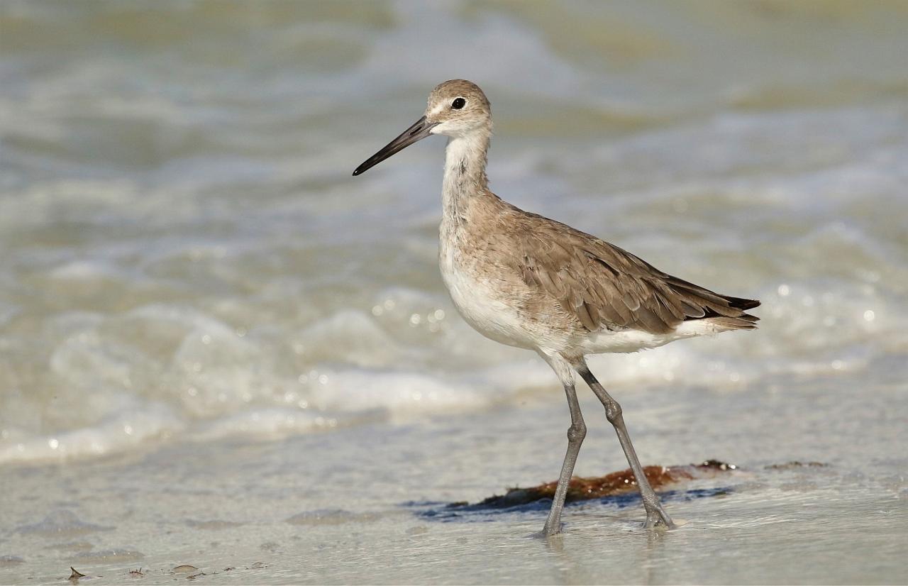 Willet; Dauphin Island, Alabama Birding Tour, Alabama Nature Tour, Dauphin Island Birding Tour, Dauphin Island Nature Tour, Fall Migration Tour, Naturalist Journeys