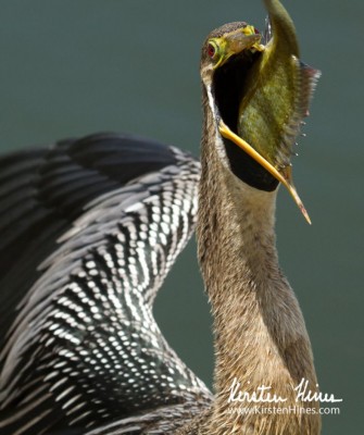 Anhinga, Birding Florida, Bird Watching Florida, United States, North American Birds, Naturalist Journeys, Wildlife Tour, Wildlife Photography, Ecotourism, Specialty Birds, Endemic Birds, Birding Hotspot, American Alligator, Florida Everglades National Park