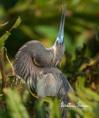 Tri-colored Heron, Birding Florida, Bird Watching Florida, United States, North American Birds, Naturalist Journeys, Wildlife Tour, Wildlife Photography, Ecotourism, Specialty Birds, Endemic Birds, Birding Hotspot, American Alligator, Florida Everglades National Park