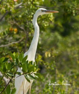 Great White Heron, Birding Florida, Bird Watching Florida, United States, North American Birds, Naturalist Journeys, Wildlife Tour, Wildlife Photography, Ecotourism, Specialty Birds, Endemic Birds, Birding Hotspot, American Alligator, Florida Everglades National Park
