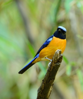 Rufous-bellied Niltava, Taiwan Birding, Taiwan, Birds of Asia, Naturalist Journeys, Wildlife Tour, Wildlife Photography, Ecotourism, Specialty Birds, Endemic Birds, Birding Hotspot