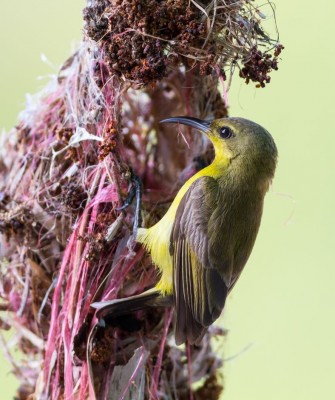 Olive-backed Sunbird, Taiwan Birding, Taiwan, Birds of Asia, Naturalist Journeys, Wildlife Tour, Wildlife Photography, Ecotourism, Specialty Birds, Endemic Birds, Birding Hotspot